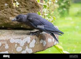 Attēlu rezultāti vaicājumam “Corvus monedula”