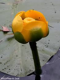Attēlu rezultāti vaicājumam “Nuphar lutea flower”