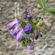 Attēlu rezultāti vaicājumam “Symphytum asperum”