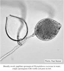 Attēlu rezultāti vaicājumam “Pylaisia polyantha sporophyte”