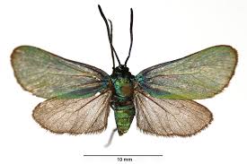 Attēlu rezultāti vaicājumam “Adscita statices”