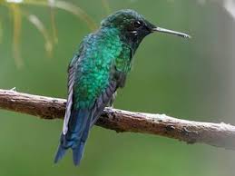 Attēlu rezultāti vaicājumam “Riccardia incurvata”