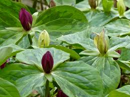 Attēlu rezultāti vaicājumam “Colloderma oculatum sessile”