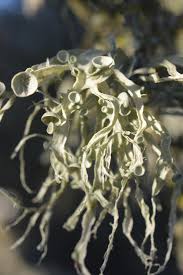 Attēlu rezultāti vaicājumam “Ramalina calicaris”