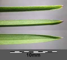 Attēlu rezultāti vaicājumam “Poa remota leaf”