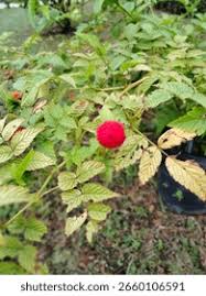 Attēlu rezultāti vaicājumam “Rubus illecebrosus fruit”