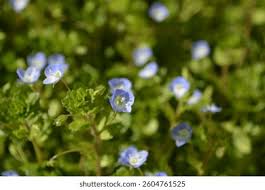 Attēlu rezultāti vaicājumam “Veronica persica”