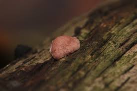 Attēlu rezultāti vaicājumam “Hypocrea rufa”