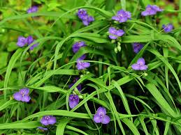 Attēlu rezultāti vaicājumam “Tradescantia virginiana”