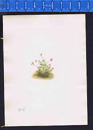 Attēlu rezultāti vaicājumam “Oxycoccus palustris flower”