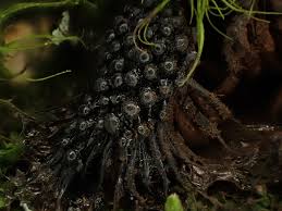 Attēlu rezultāti vaicājumam “Symphytocarpus flaccidus sessile”