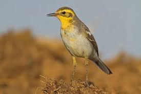 Attēlu rezultāti vaicājumam “Motacilla citreola”