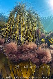 Attēlu rezultāti vaicājumam “Ceramium sp.”