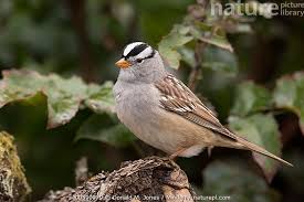 Image result for Zonotrichia leucophrys