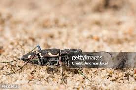 Attēlu rezultāti vaicājumam “Cicindela hybrida”