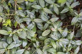 Attēlu rezultāti vaicājumam “Vinca minor leaf”