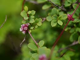 Attēlu rezultāti vaicājumam “Cuscuta europaea flower”