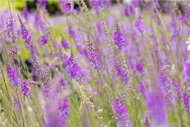 Image result for Linaria purpurea