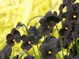 Attēlu rezultāti vaicājumam “Viola x williamsii”