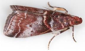 Attēlu rezultāti vaicājumam “Acrobasis advenella”