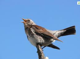 Attēlu rezultāti vaicājumam “Turdus pilaris juvenile”