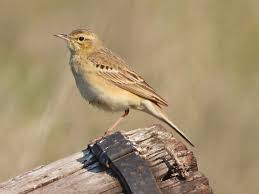 Image result for Anthus campestris