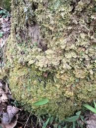 Attēlu rezultāti vaicājumam “Trichocolea tomentella”