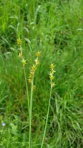 Attēlu rezultāti vaicājumam “Carex echinata”