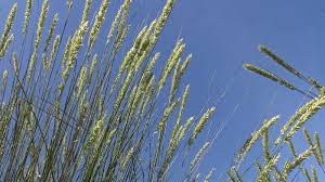 Attēlu rezultāti vaicājumam “Calamagrostis epigeios”