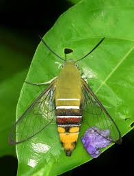 Attēlu rezultāti vaicājumam “Craniophora ligustri larva”