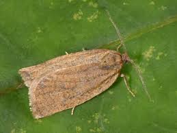 Attēlu rezultāti vaicājumam “Aphelia viburniana”