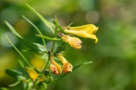 Attēlu rezultāti vaicājumam “Melampyrum pratense flower”