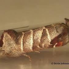 Attēlu rezultāti vaicājumam “Closterotomus biclavatus imago”