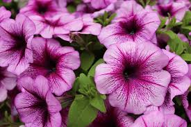 Image result for Petunia