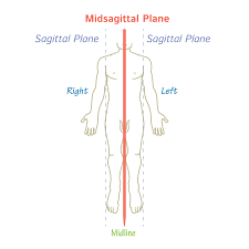 Image result for body midline