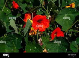 Attēlu rezultāti vaicājumam “Tropaeolaceae”