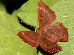 Attēlu rezultāti vaicājumam “Riodinidae”