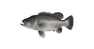 Image result for Polyprion americanus