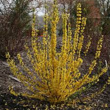 Attēlu rezultāti vaicājumam “Forsythia”