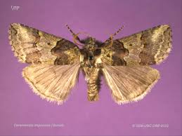 Attēlu rezultāti vaicājumam “Drepanidae”