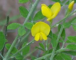 Attēlu rezultāti vaicājumam “Cytisus scoparius flower”