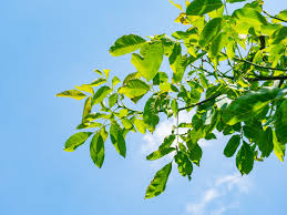 Attēlu rezultāti vaicājumam “Juglans regia”