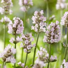 Attēlu rezultāti vaicājumam “Lavandula angustifolia flower”