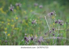 Attēlu rezultāti vaicājumam “Allium oleraceum flower”