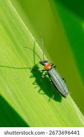 Attēlu rezultāti vaicājumam “Oedemera sp.”