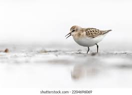 Attēlu rezultāti vaicājumam “Calidris minuta”