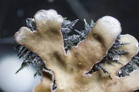 Attēlu rezultāti vaicājumam “Physconia distorta”