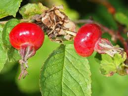 Attēlu rezultāti vaicājumam “Rosa majalis fruit”