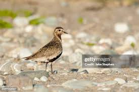 Attēlu rezultāti vaicājumam “Pluvialis apricaria adult”