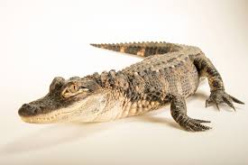 Image result for Alligator mississippiensis